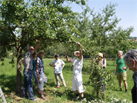 Foto für Schnitt von Obstbäumen im Sommer. Praktischer Baumschnittkurs
