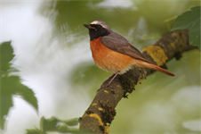 Foto für Die Vogelwelt der Streuobstwiesen